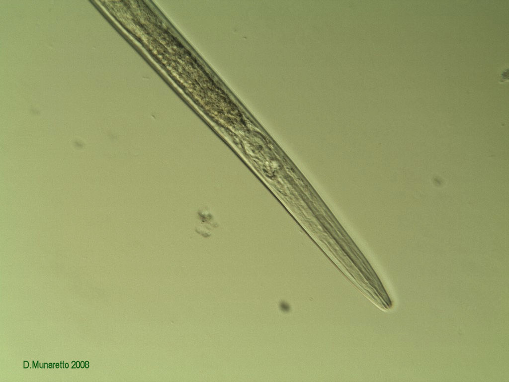 NEMATODE...